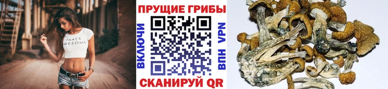 shop как зайти  наркота  Норильск  Псилоцибиновые грибы мицелий 
